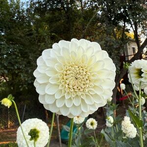 Dahlia- Boom boom white - tuber